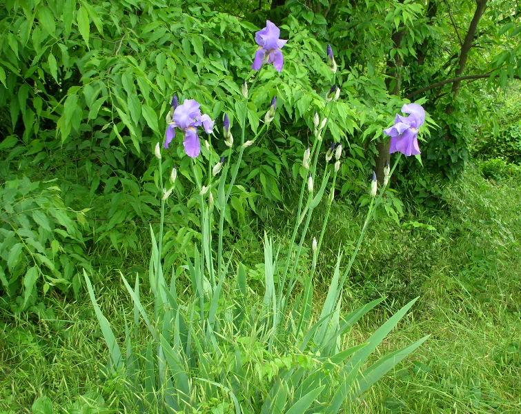 Iris germanica / Giaggiolo paonazzo